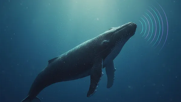 52 Hertz: Der einsamste Ruf des Ozeans